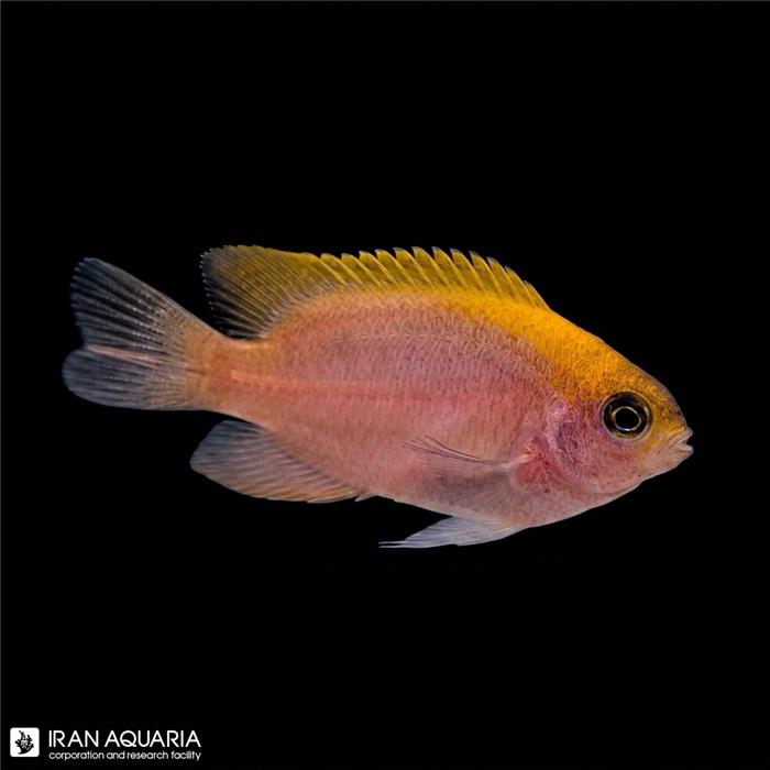  دامسل اسمیت (Smith's Damselfish)