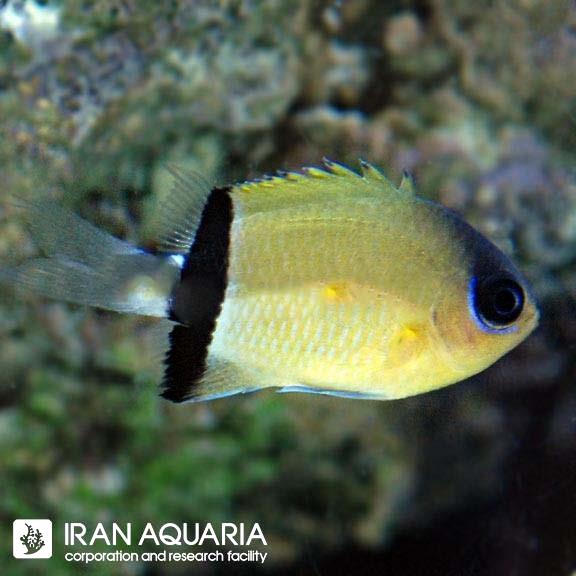 کرومیس نوار سیاه (Blackbar Chromis)
