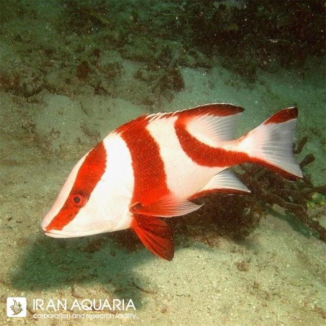 اسنپر امپراطور قرمز(Sebae Snapper)