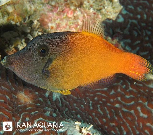 سوهان ماهی دم قرمز (Black bar file fish)