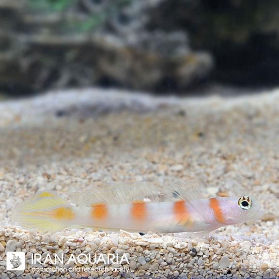 گابی خط صورتی ( Pinkbar Goby )