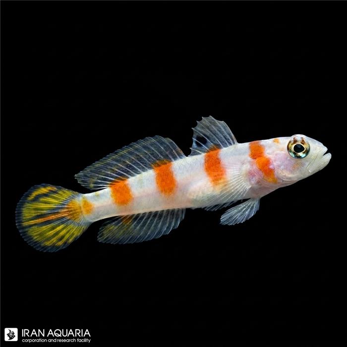 گابی خط صورتی ( Pinkbar Goby )
