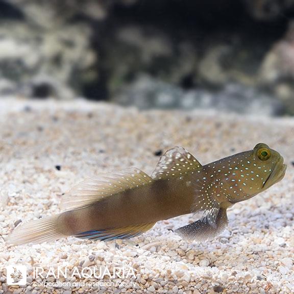 گابی واچمن (Blue spotted watchman )