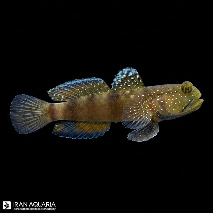 گابی واچمن خال آبی (Blue Spotted Watchman Goby)