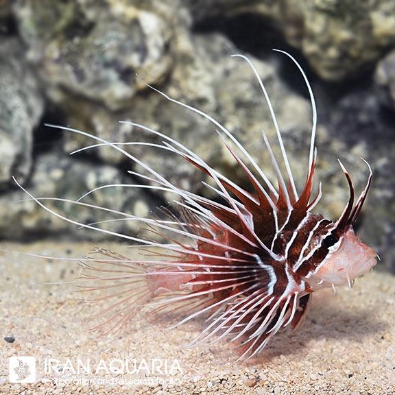 خروس رادیاتا ( Radiata lionfish )