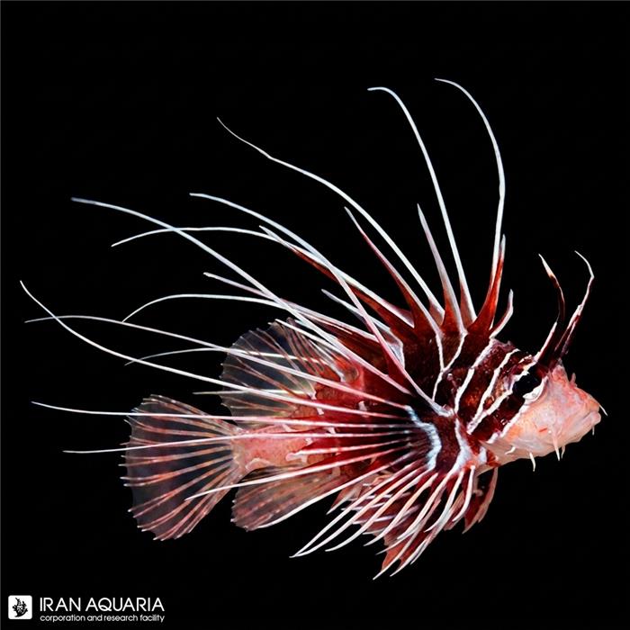 خروس رادیاتا ( Radiata lionfish )