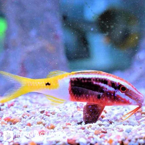 بز ماهی دو رنگ (Bicolor GoatFish)