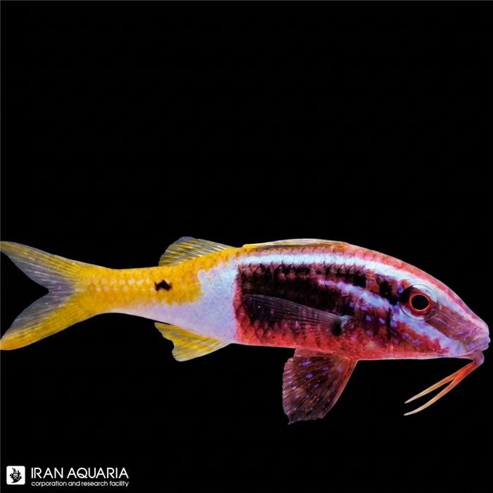 بز ماهی دو رنگ (Bicolor GoatFish)