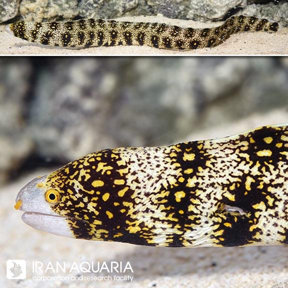 مار ماهی اسنوفلیک (Snowflake Eel)