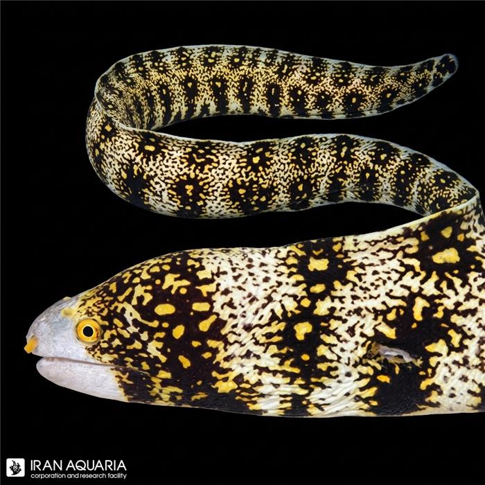مار ماهی اسنوفلیک (Snowflake Eel)