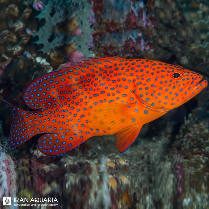 کورال گروپر (Coral Grouper)