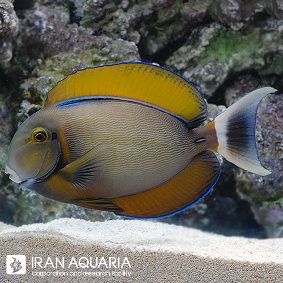 جراح ماهی بارین (Black Spot Tang)