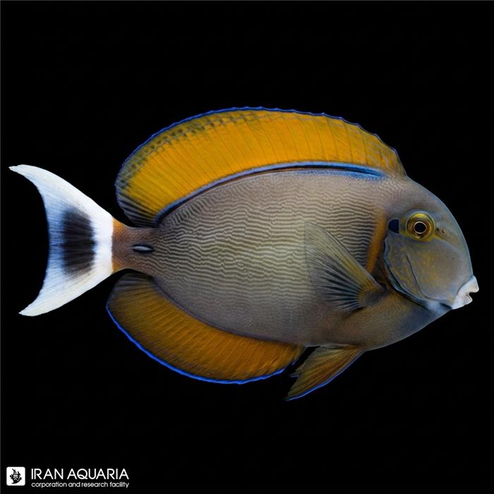 جراح ماهی بارین (Black Spot Tang)