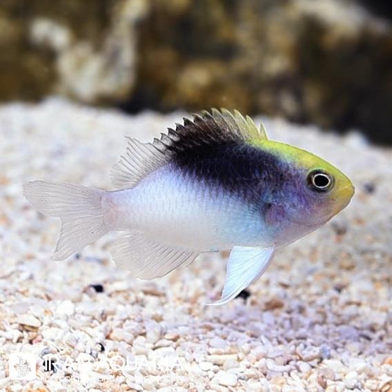 دامسل رولندی (chrysiperera rollandi)