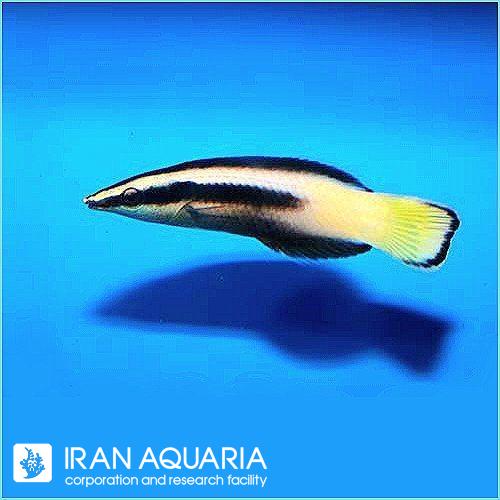 راس آرایشگر دو رنگ (Bicolored Cleaner Wrasse)