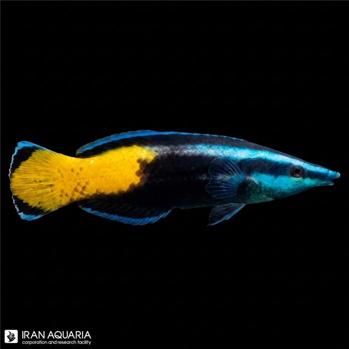 راس آرایشگر دو رنگ (Bicolored Cleaner Wrasse)