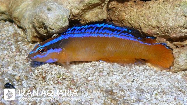 داتی بک نئون ( Neon Dottyback)