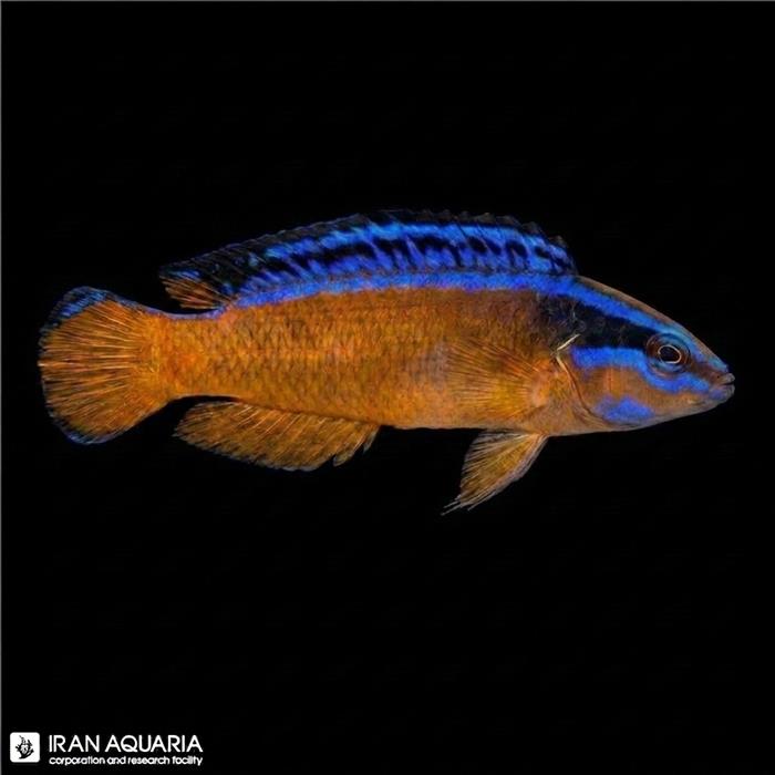داتی بک نئون ( Neon Dottyback)