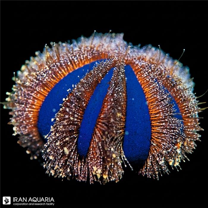 توتیا تاکسیدو آبی (Blue Tuxedo Urchin)