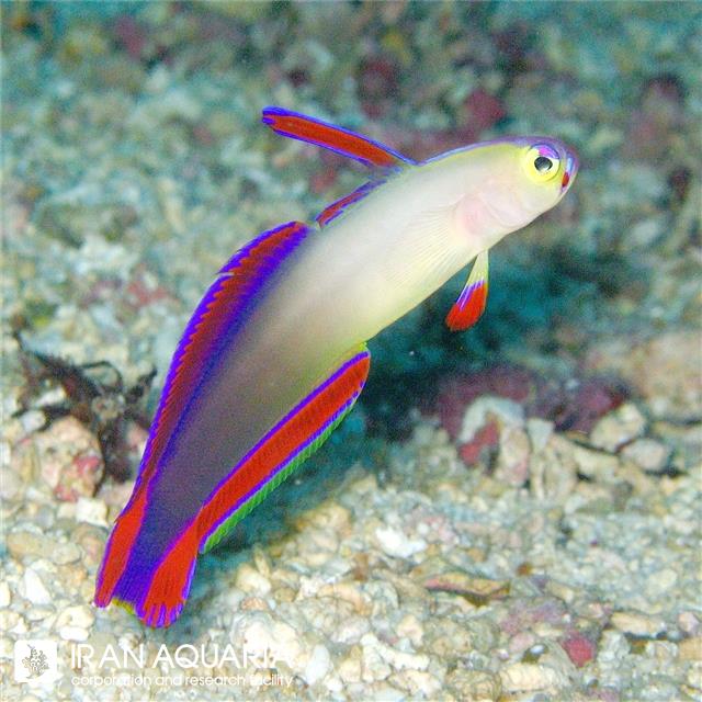 فایر فیش دکورا (Elegant firefish)