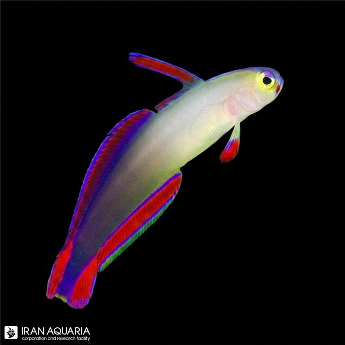 فایر فیش دکورا (Elegant firefish)
