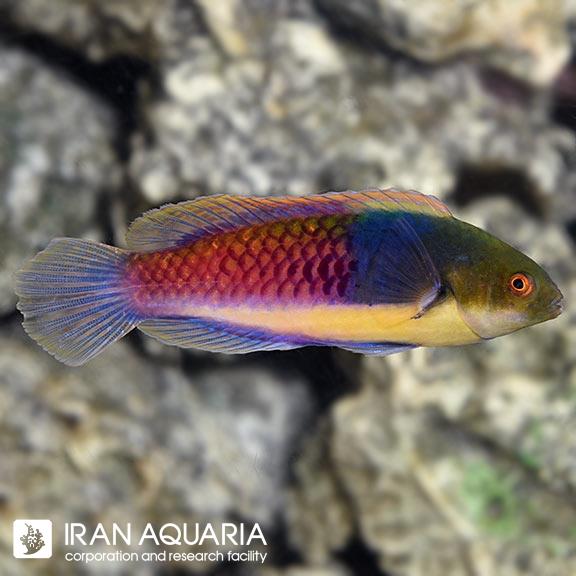 راس فرشته پهلو آبی (Blueside Wrasse)