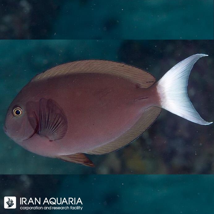 جراح ماهی دم سفید ( Thompson's Surgeonfish )