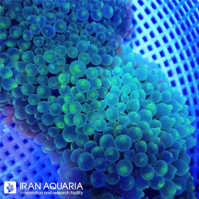 شقایق بابل رز سبز(Green Rose Bubble)