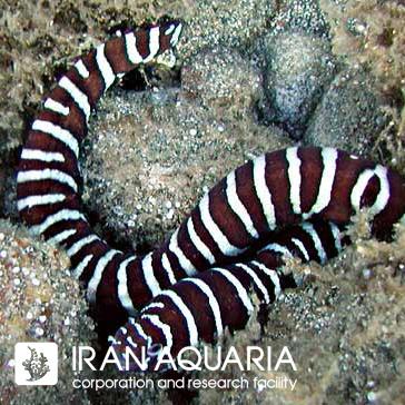 مار ماهی زبرا (Zebra Moray Eel)