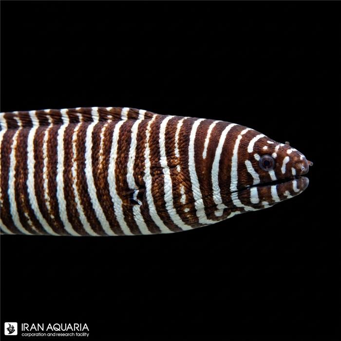 مار ماهی زبرا (Zebra Moray Eel)
