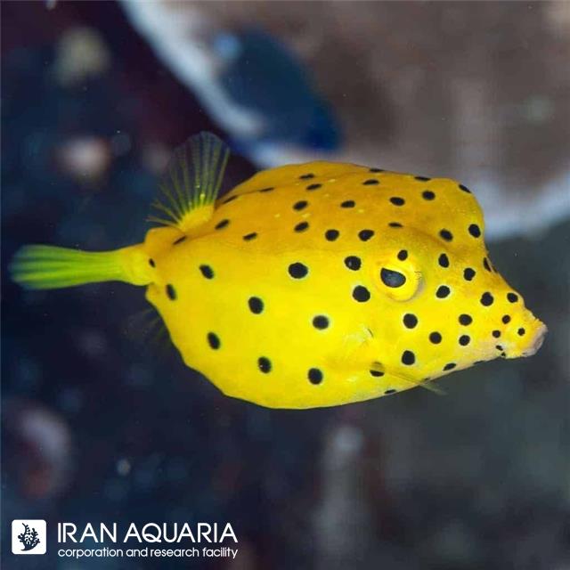 جعبه ماهی زرد (Cubicus Boxfish)