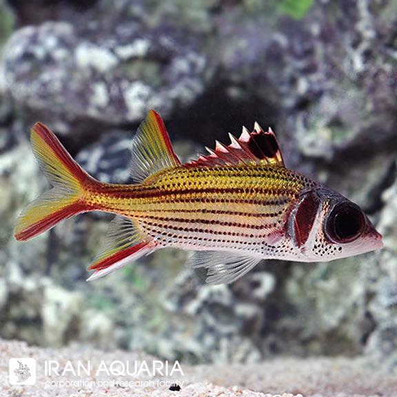 سنجاب ماهی سامارا ( Sammara Squirrelfish )