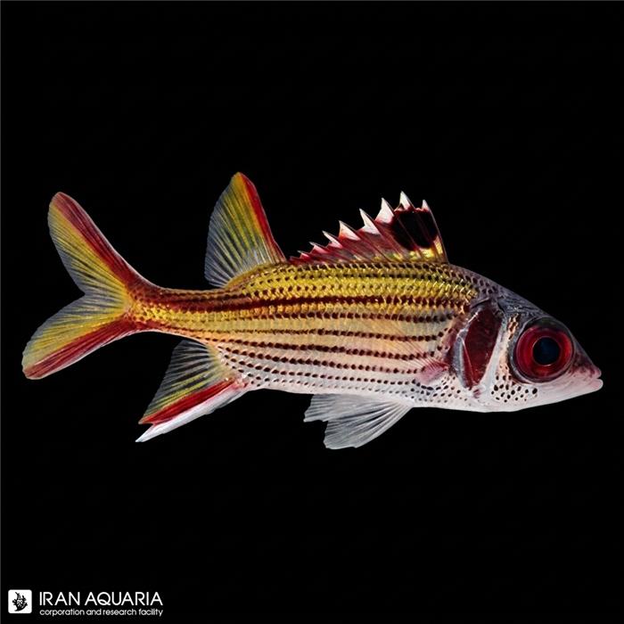 سنجاب ماهی سامارا ( Sammara Squirrelfish )