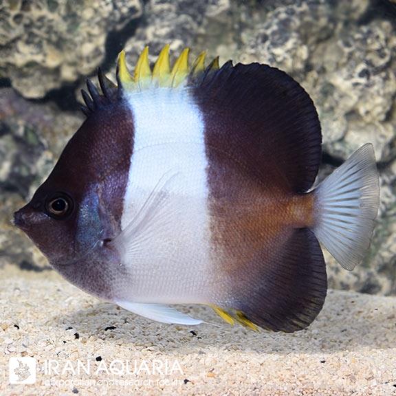پروانه هرمی مشکی ( Zoster Butterflyfish )