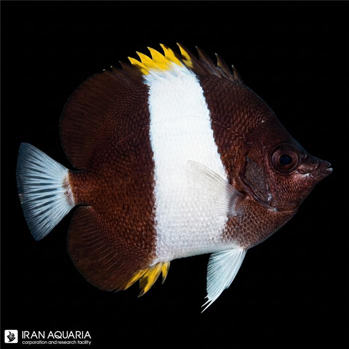 پروانه هرمی زوستر ( Zoster Butterflyfish )