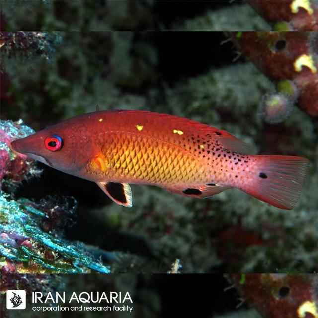 هاگ فیش دیانا (Diana's Hogfish)