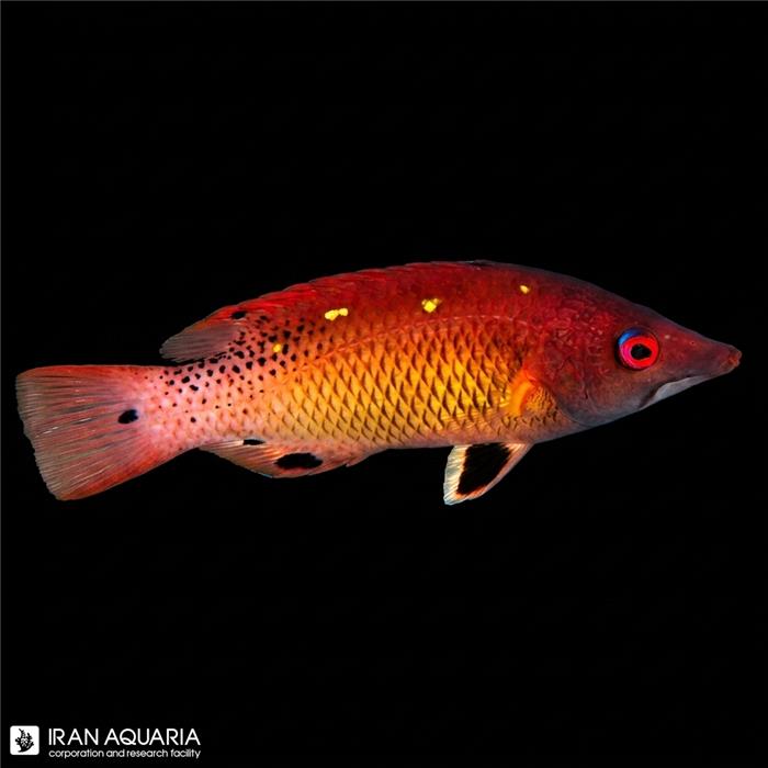 هاگ فیش دیانا (Diana's Hogfish)