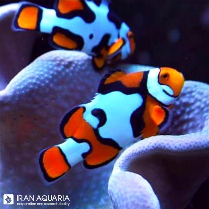 دلقک ماهی نبولا (Nebula Clownfish)