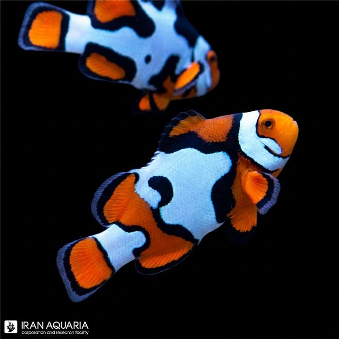 دلقک ماهی نبولا وارداتی (Nebula Clownfish)