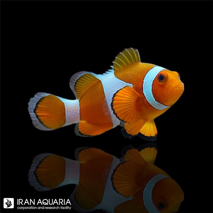 دلقک ماهی اسلاریس (Ocellaris Clownfish)