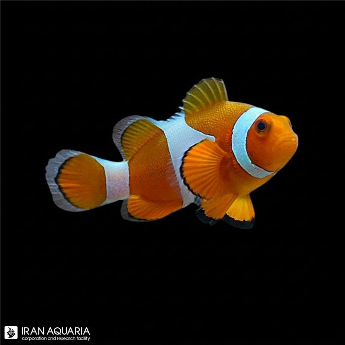 دلقک ماهی اسلاریس وارداتی (Ocellaris Clownfish)