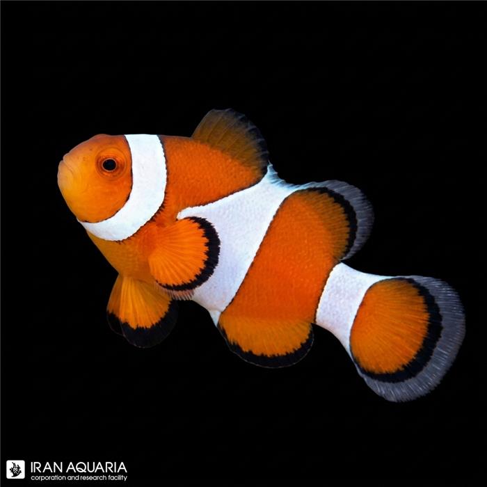 دلقک ماهی اسلاریس وارداتی (Ocellaris Clownfish)