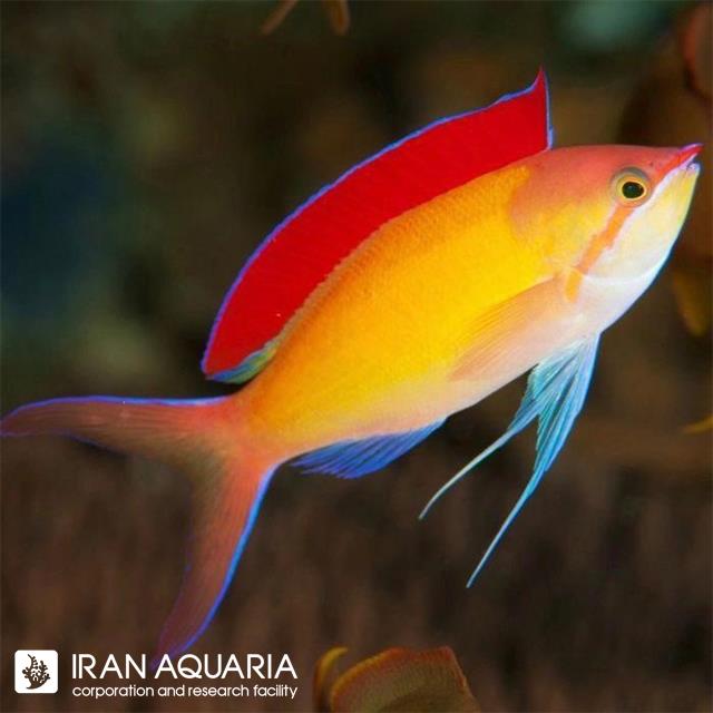 آنتیاس دیسپار اسپشیال (Special Dispar Anthias)