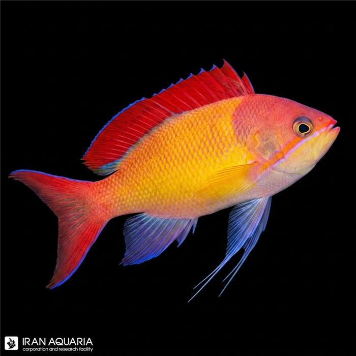آنتیاس دیسپار اسپشیال (Special Dispar Anthias)