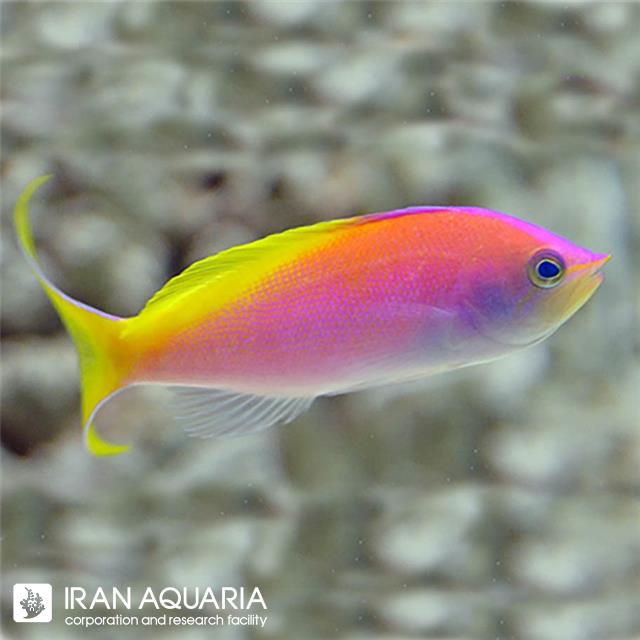 آنتیاس کاربری (Carberryi Anthias)