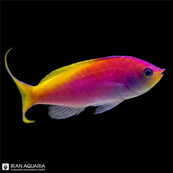 آنتیاس کاربری (Carberryi Anthias)