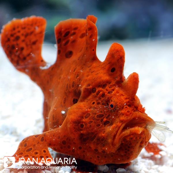 انگلر قرمز (Red Angler)