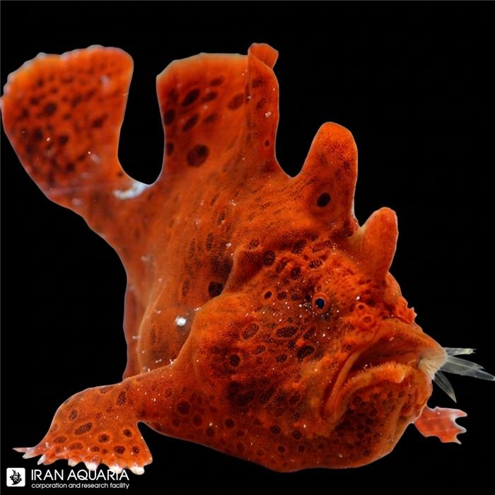 انگلر قرمز (Red Angler)