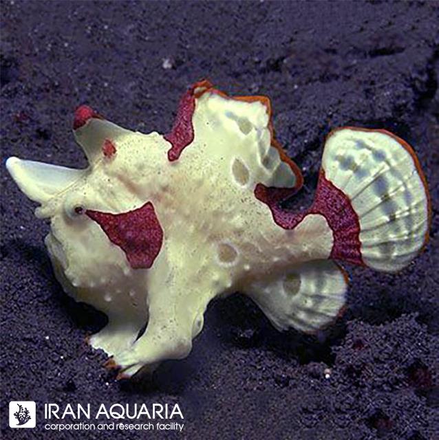 انگلر وارت اسکین (Wartskin Angler)