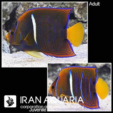 فرشته ماهی پسر ( Passer Angelfish )